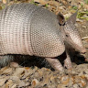 Meet your Posher, Isaac